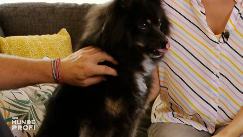 Bella bekommt Kuscheltraining