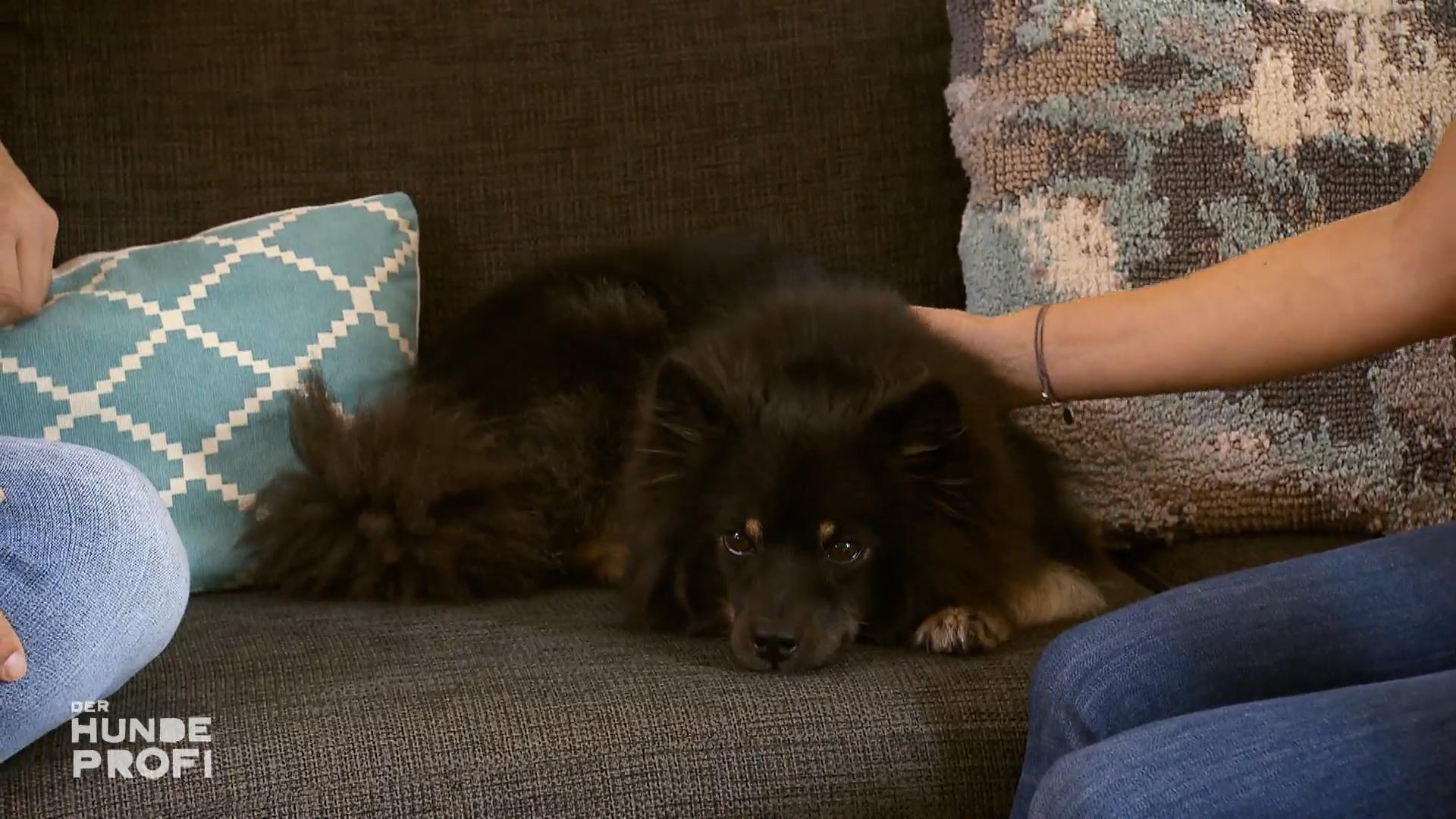Bella ist jetzt viel entspannter bei Fremden