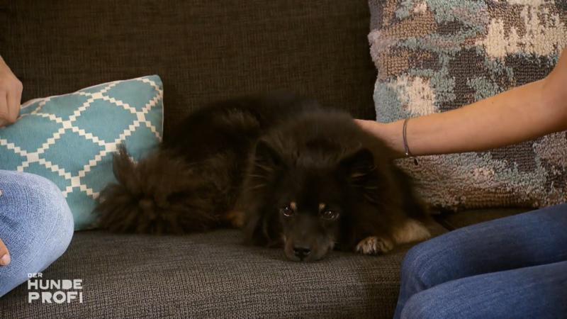 Bella ist jetzt viel entspannter bei Fremden