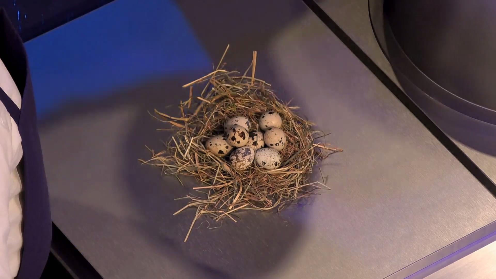 Wachteleier und Vongole