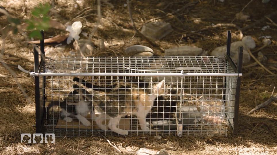 Hundkatzemaus Diana Eichhorn Baut Einen Katzenspielplatz