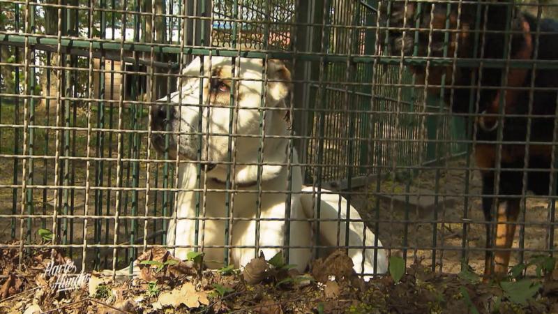 Ralf will dem Tierheim helfen