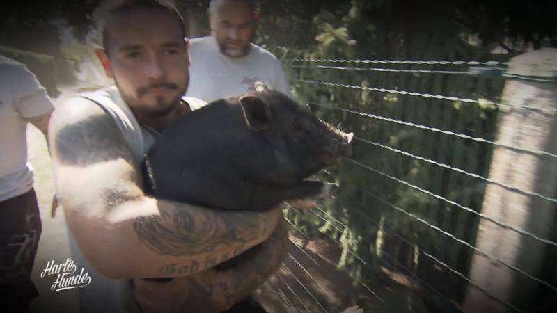 Findelschwein Ralf zieht auf den Gnadenhof