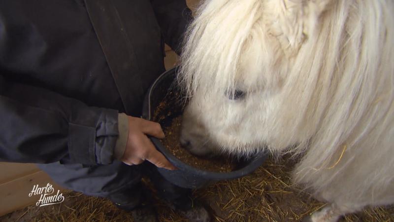 Pony Mariechen soll aufgepeppelt werden