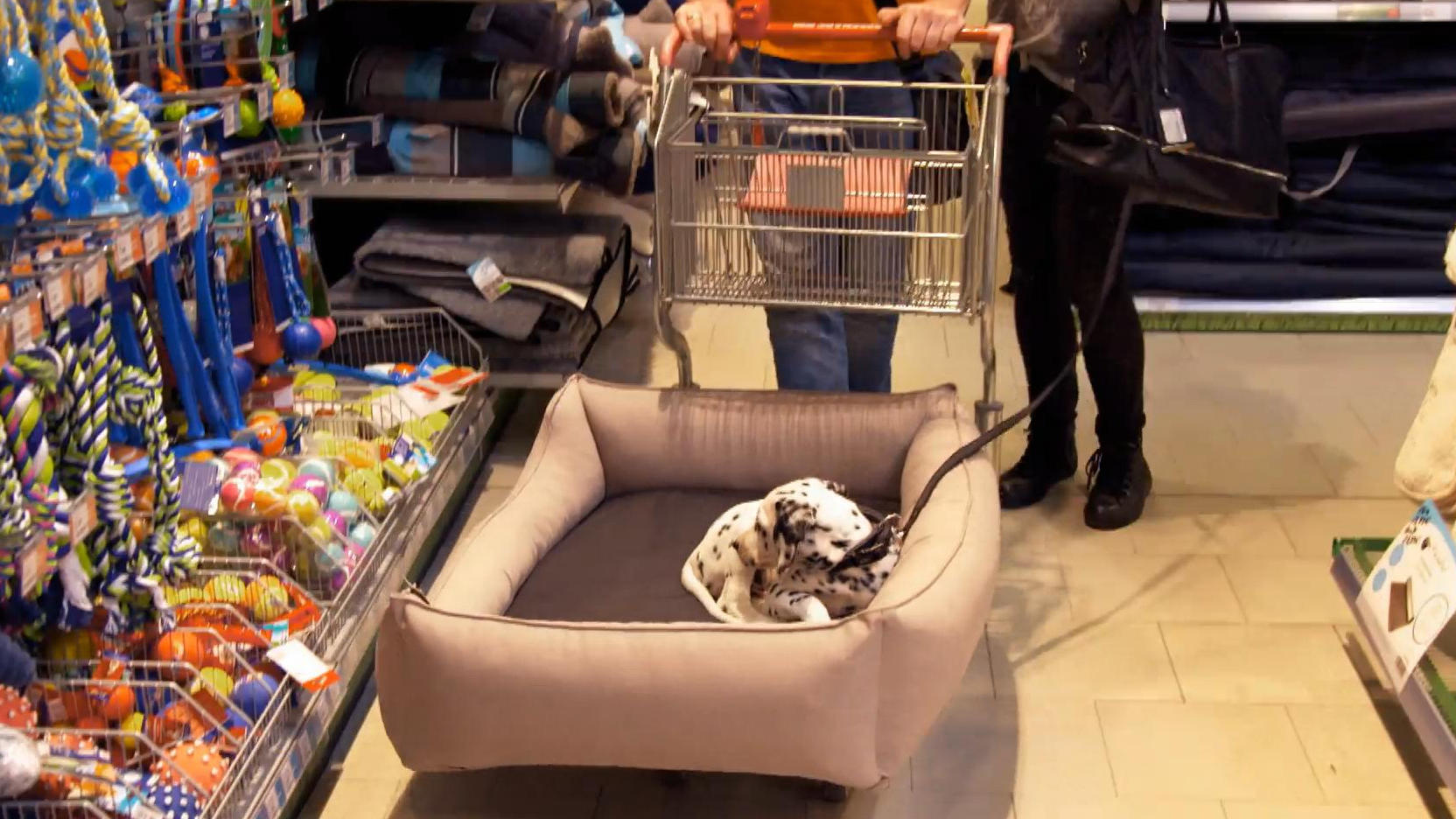 Sir Henry bekommt ein eigenes Bettchen und Spielzeug