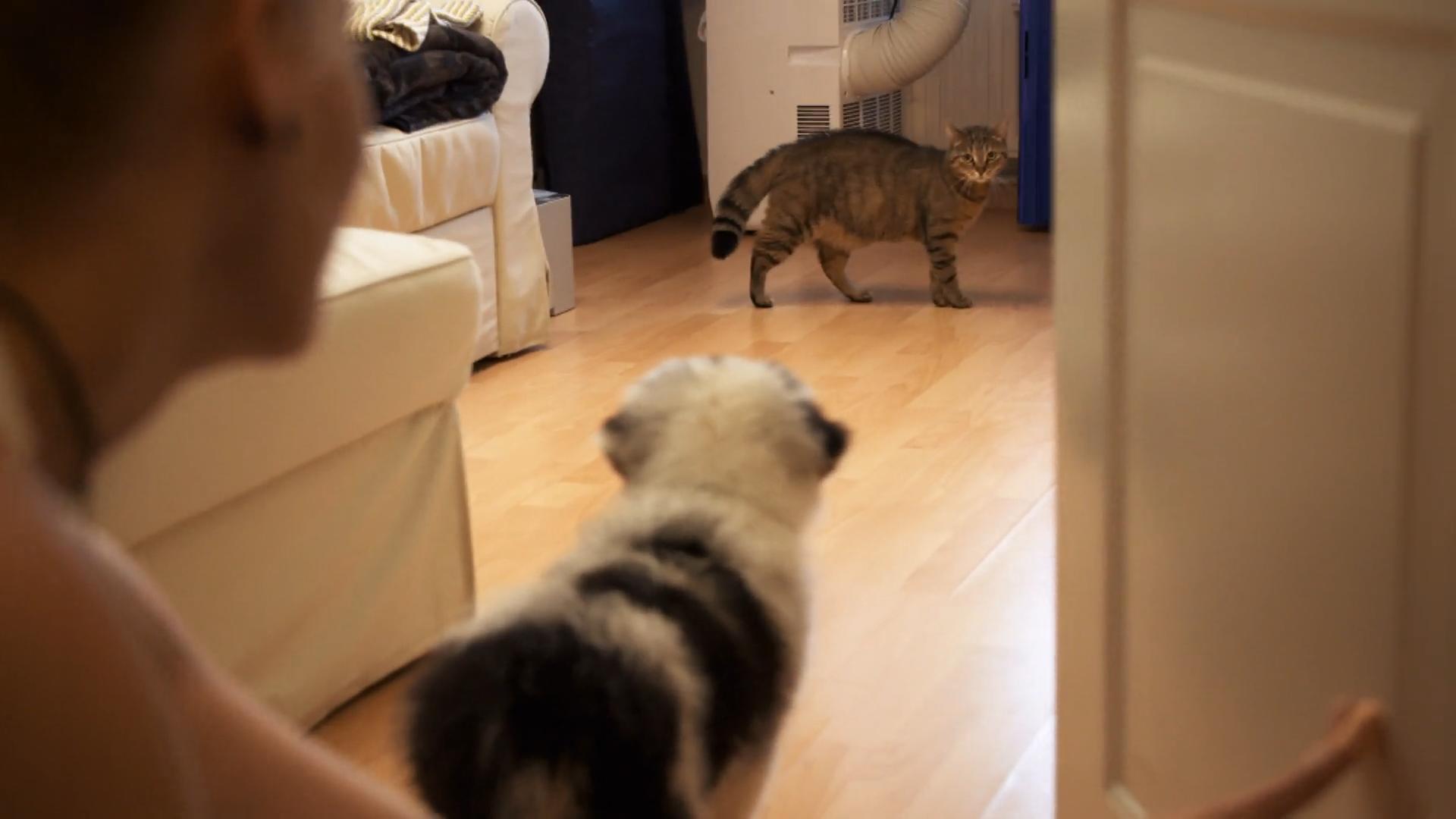 Hund und Katze treffen das erste Mal aufeinander