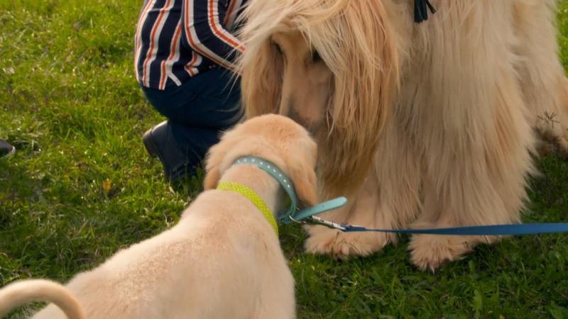 Der kleine Welpe lernt seinen großen Bruder kennen