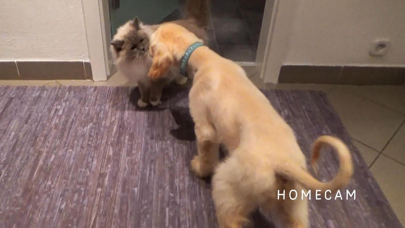 Der Afghanenwelpe lernt die Familienkatze kennen