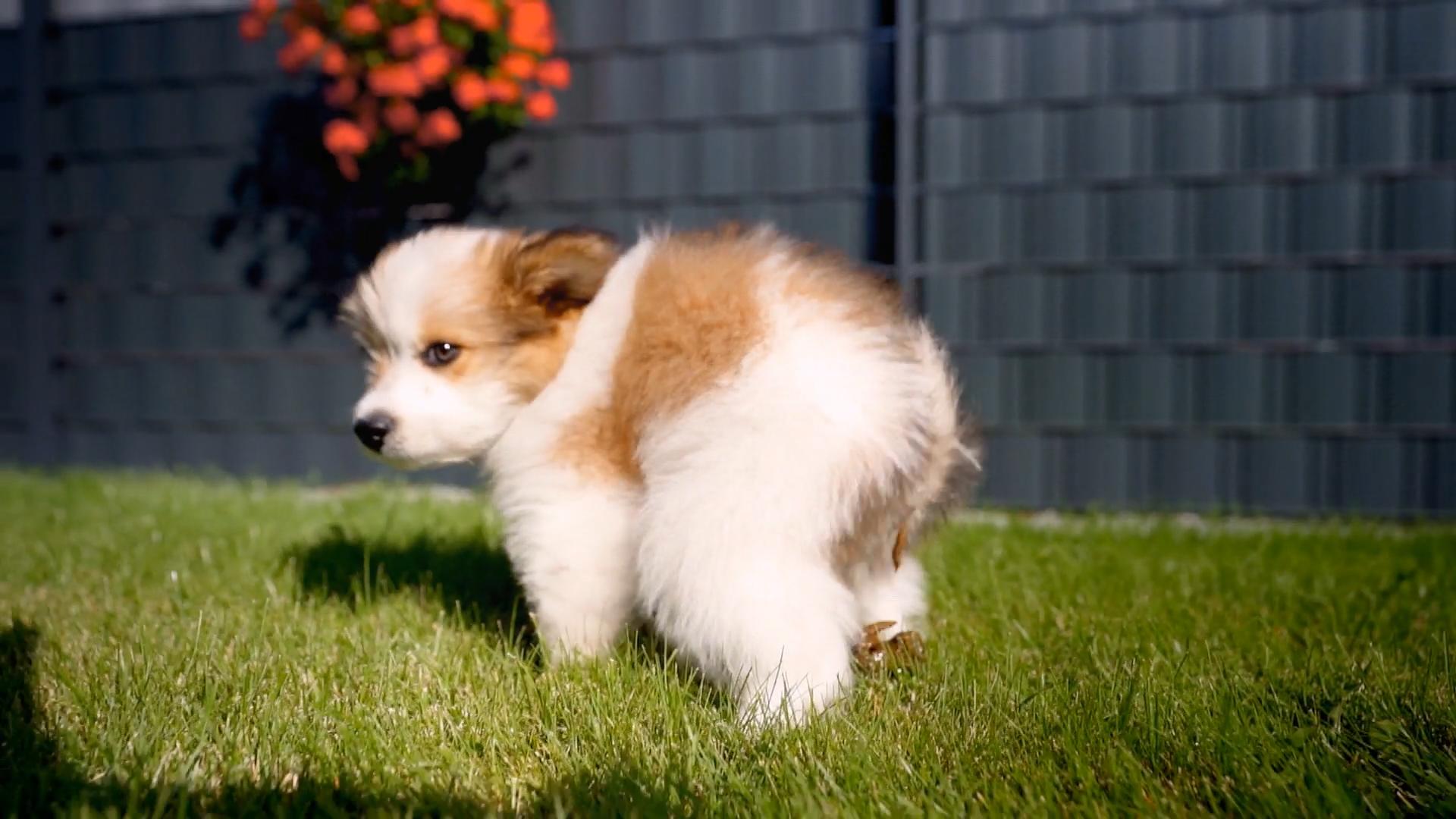 Die kleine Welpendame hat Verdauungsprobleme