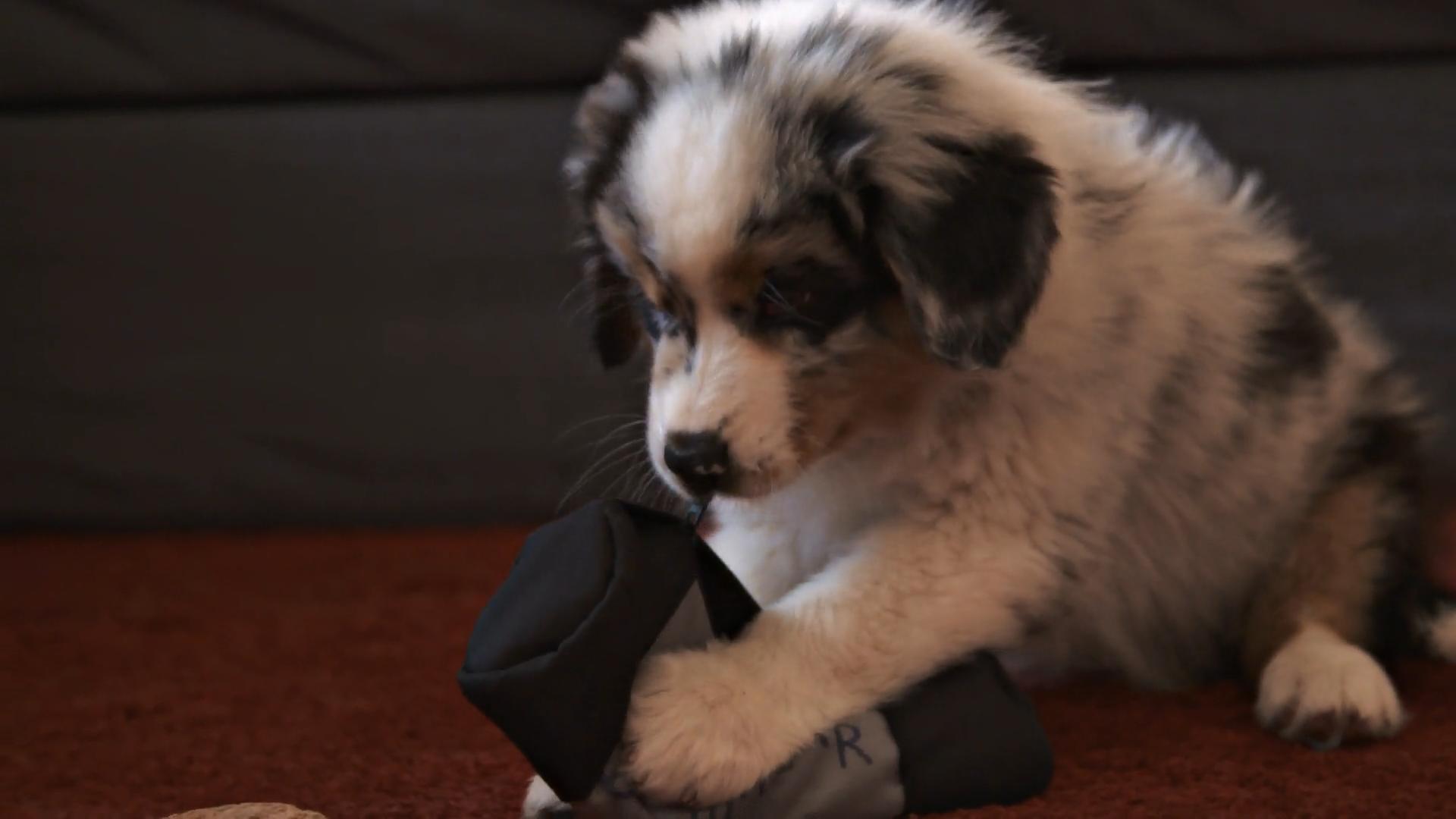 Balthasar hält seine neuen Besitzer in der Nacht wach