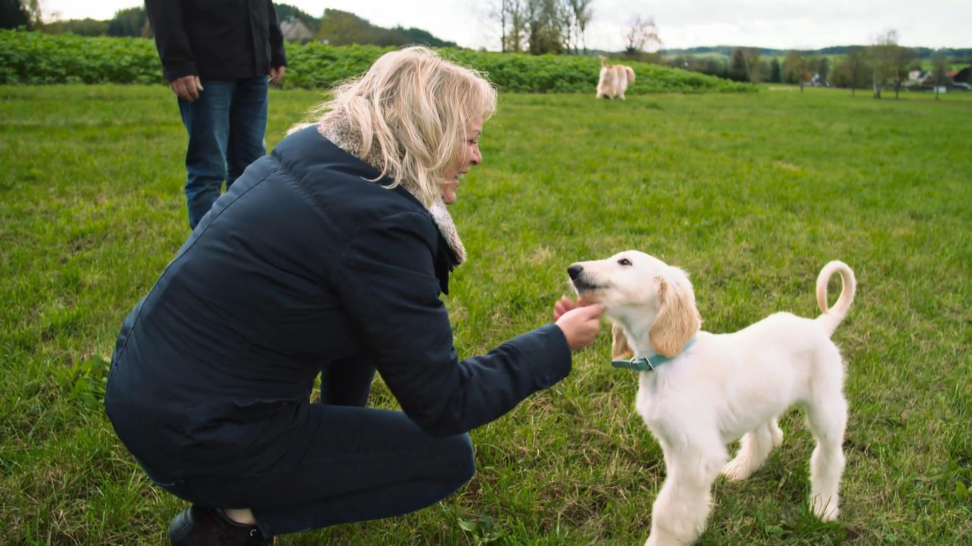 Windhund-Welpe Chikano hat sich gut eingelebt
