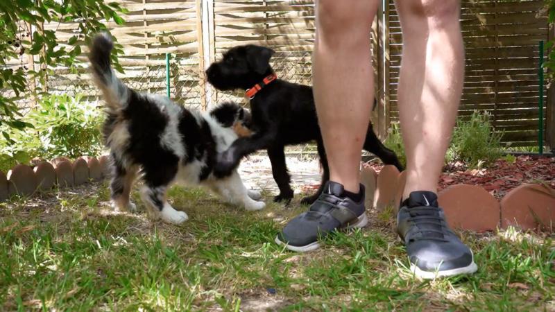 Balthasar ist heute alleine mit Rico