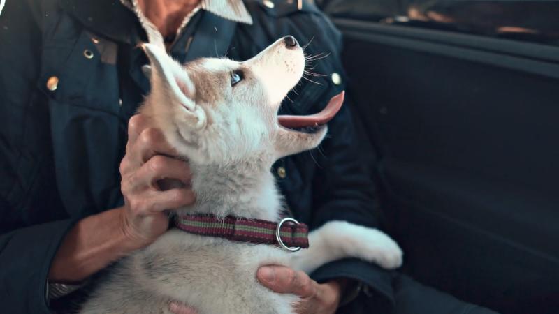 Die ganze Familie ist Siberian-Husky-Fan