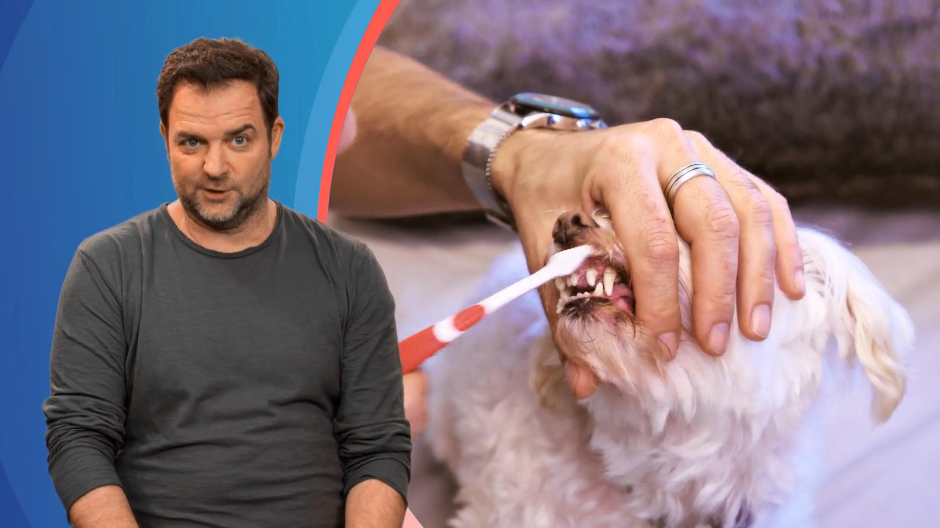 Friseurmeister Ibo putzt seinen Hunden die Zähne