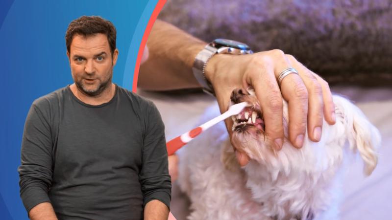 Friseurmeister Ibo putzt seinen Hunden die Zähne