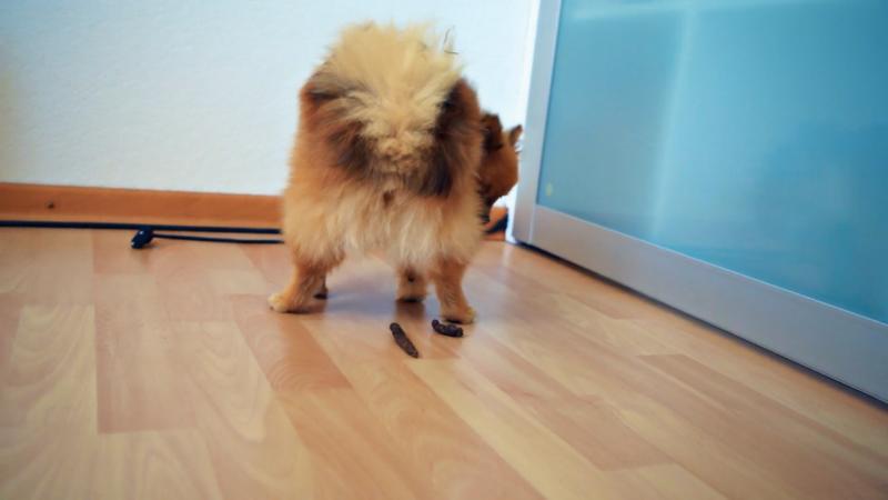 Wenn der Hund raus muss, dann sollte man mit ihm gehen