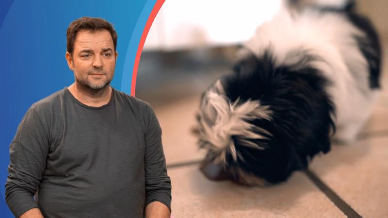 Wenn Welpen ihren eigenen Kot fressen