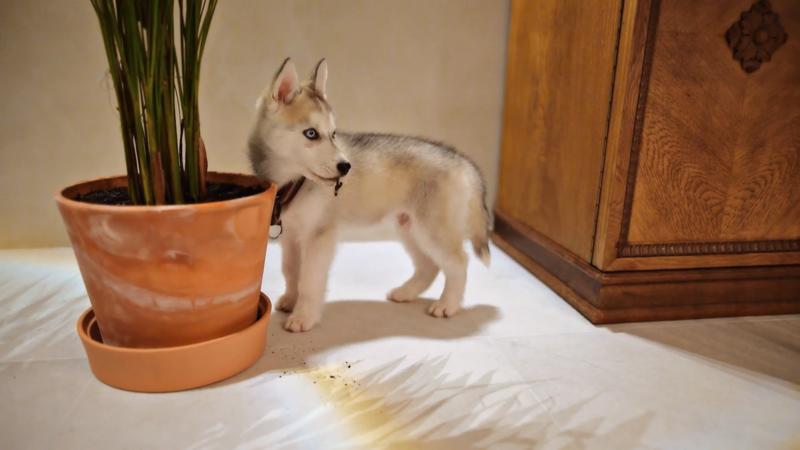 Eine konsequente Erziehung ist wichtig