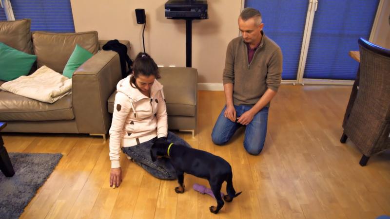 Profesionelle Hilfe für Dobermann-Welpe Dan