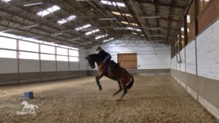 Warmblut Kariani mag keinen Reiter auf ihrem Rücken