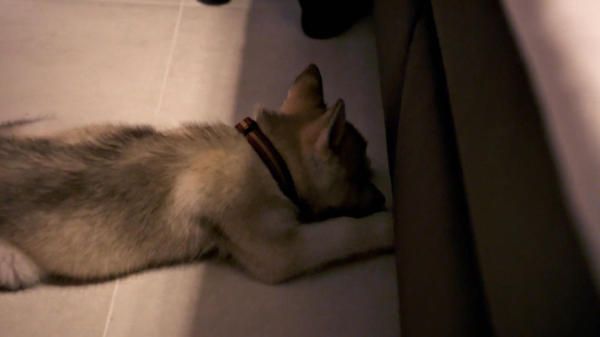 Husky-Welpe Matho hat Trennungsschmerz