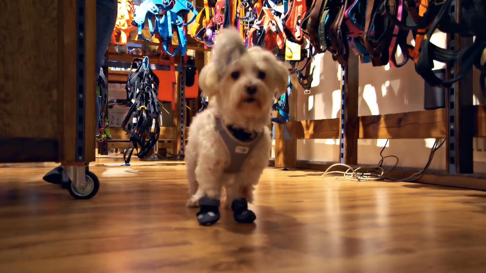 Ibo sucht für Aslan ein Geburtstagsgeschenk