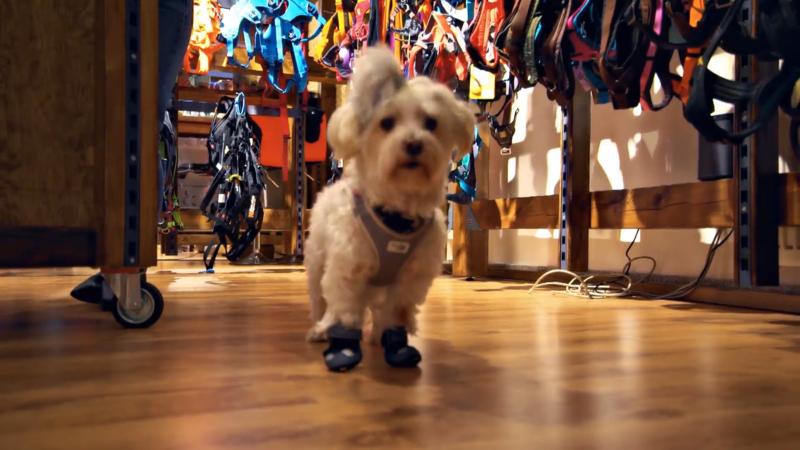 Ibo sucht für Aslan ein Geburtstagsgeschenk