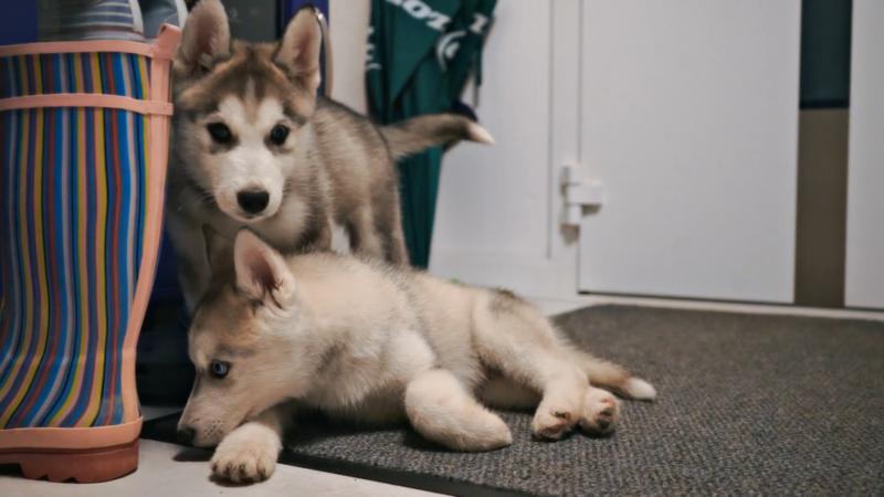 Bei Familie Rothenbächer ist noch ein Welpe eingezogen