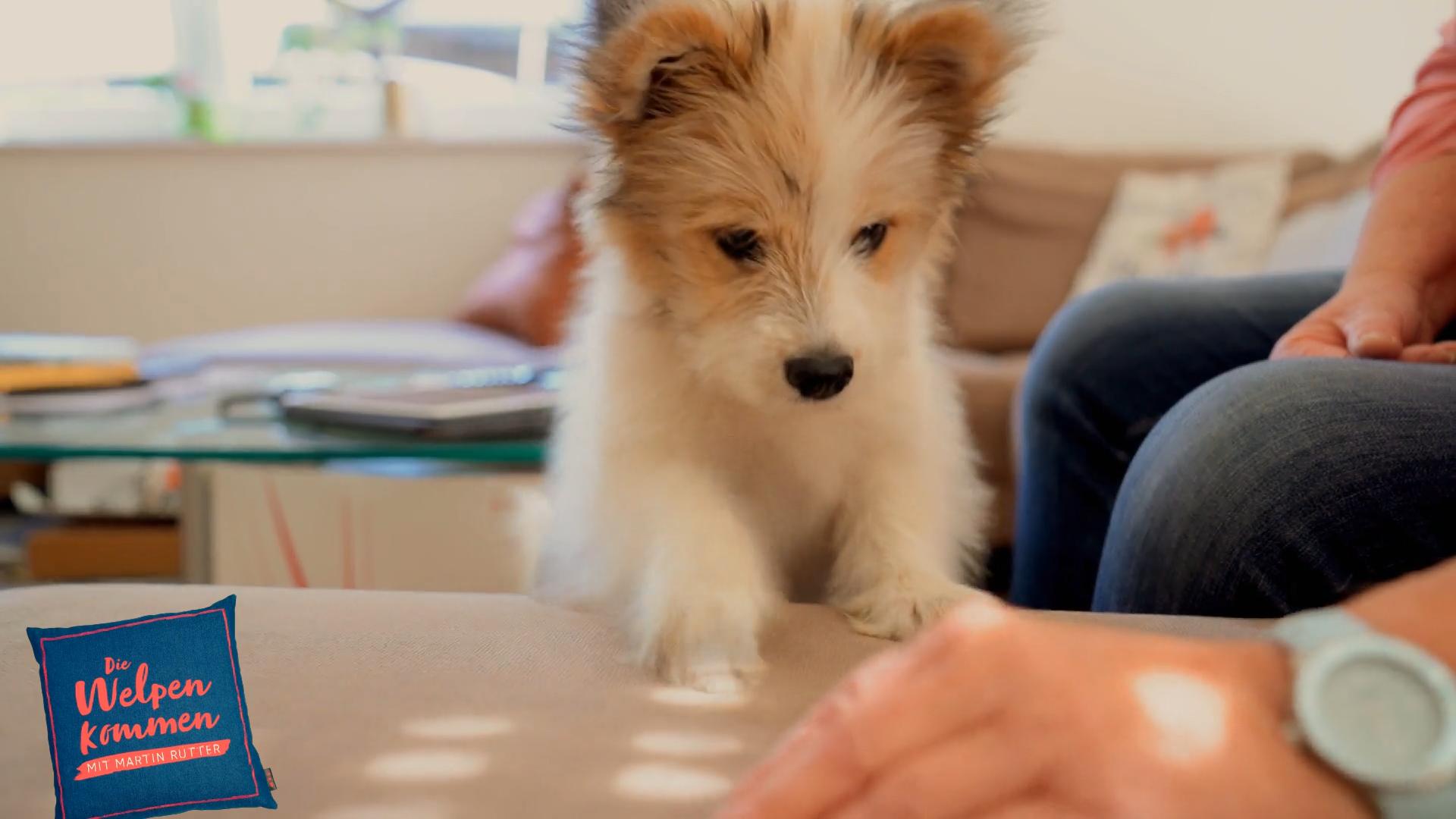 Welpen können eine richtige Herausforderung sein