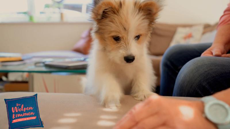 Welpen können eine richtige Herausforderung sein