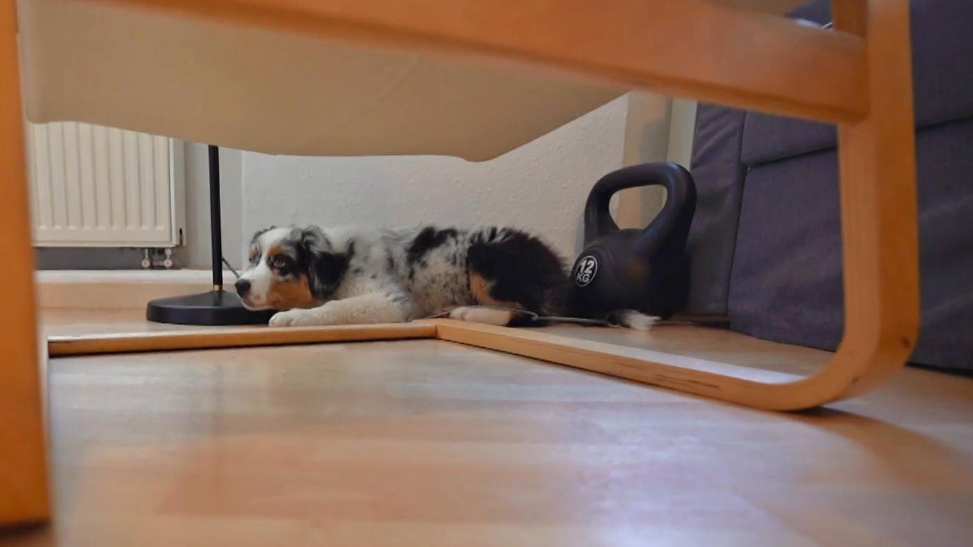 Balthasar knabbert gerne an Kabeln