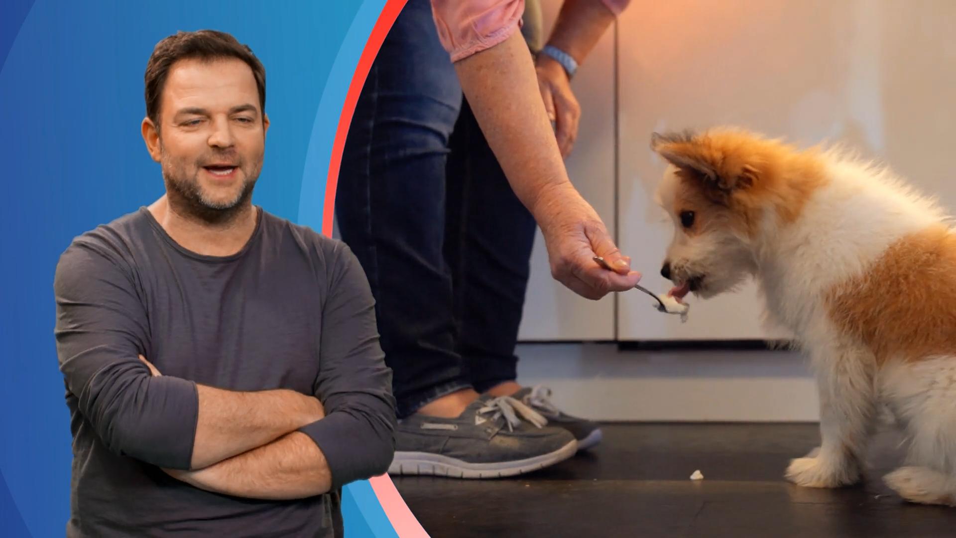 Wenn man dem Hund schlechtes Benehmen antrainiert