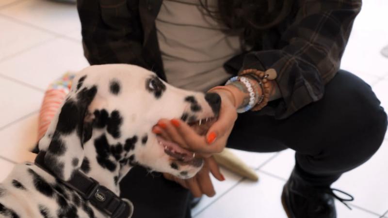 Sir Henry beißt in alles rein, was er zu packen kriegt