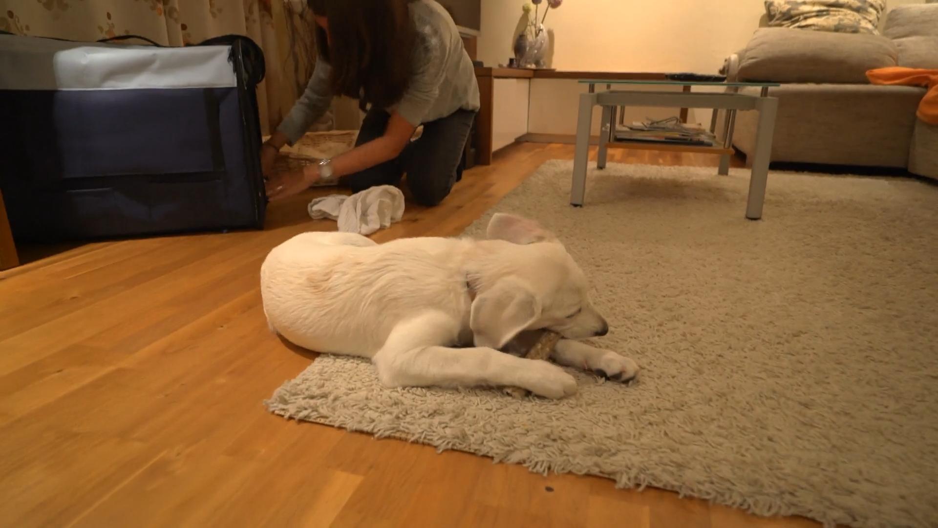 Der griechische Welpe lernt sein neues Zuhause kennen