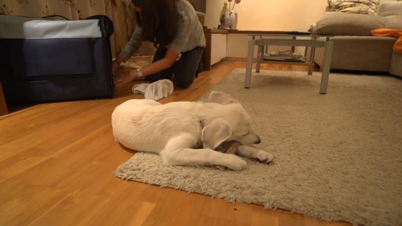 Der griechische Welpe lernt sein neues Zuhause kennen