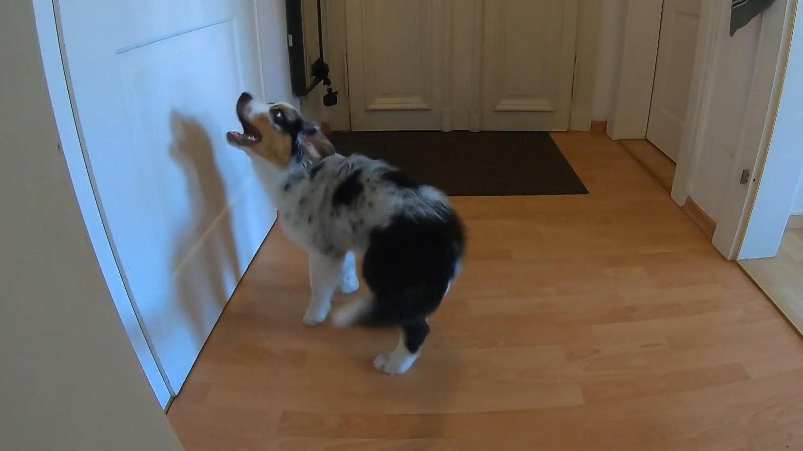 Wenn Welpen alleine sind, haben sie Todesangst