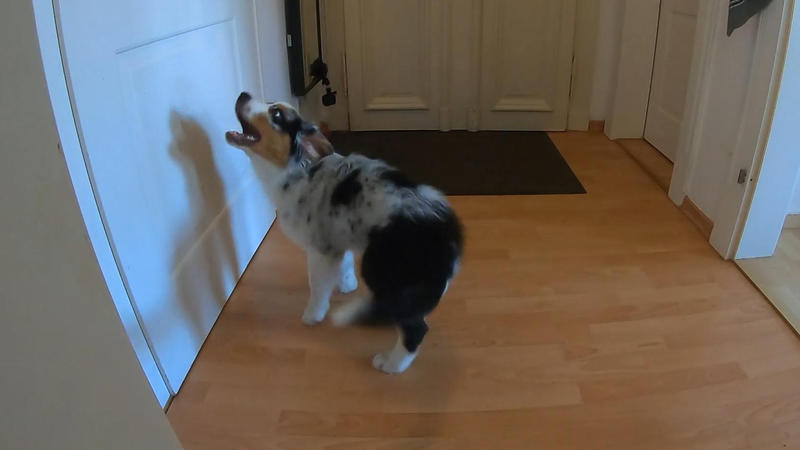 Wenn Welpen alleine sind, haben sie Todesangst