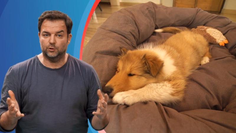 Typisch Welpe: Lilliy braucht viel Schlaf