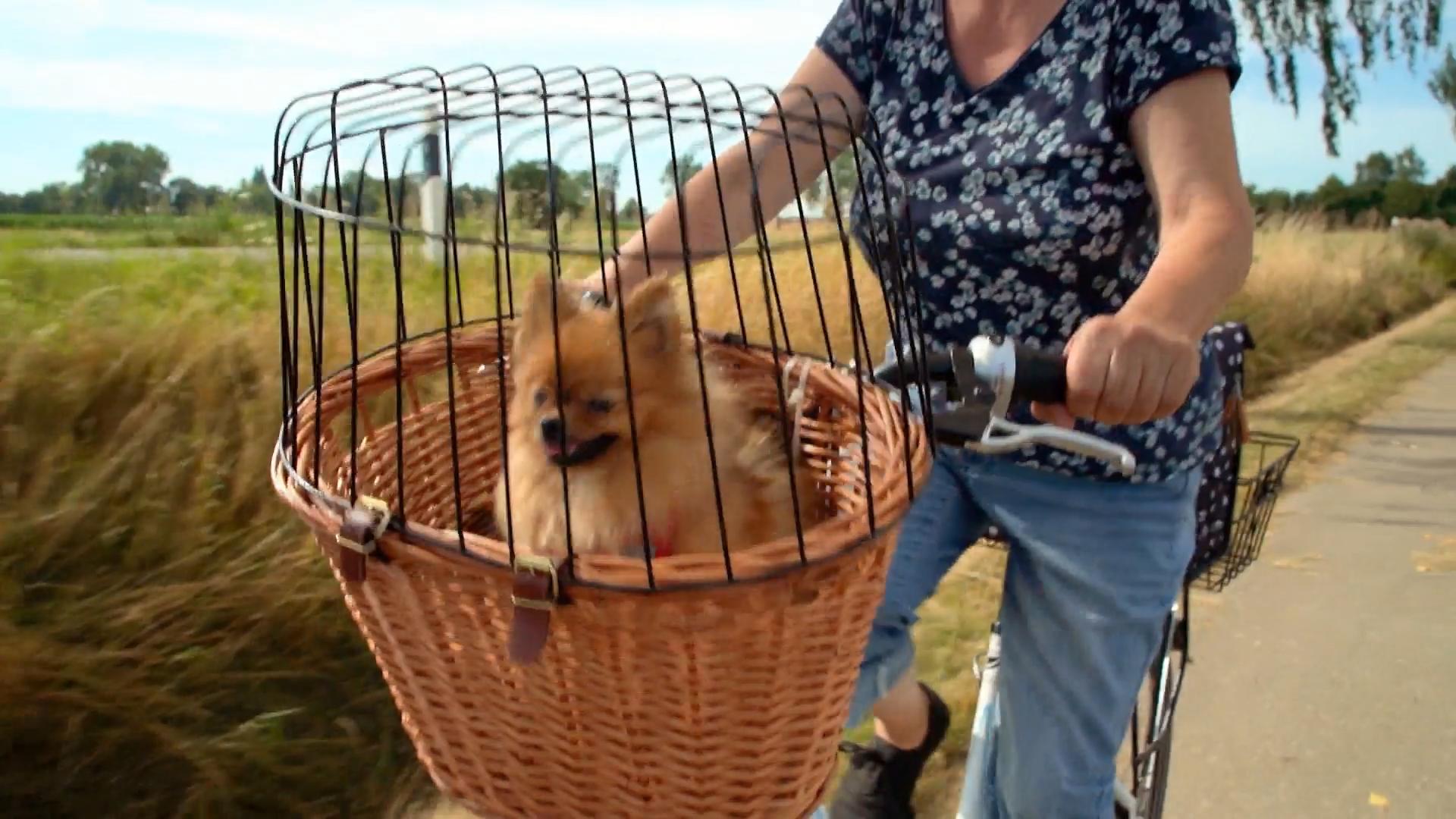 Fahrradfahren mit Hund im Korb