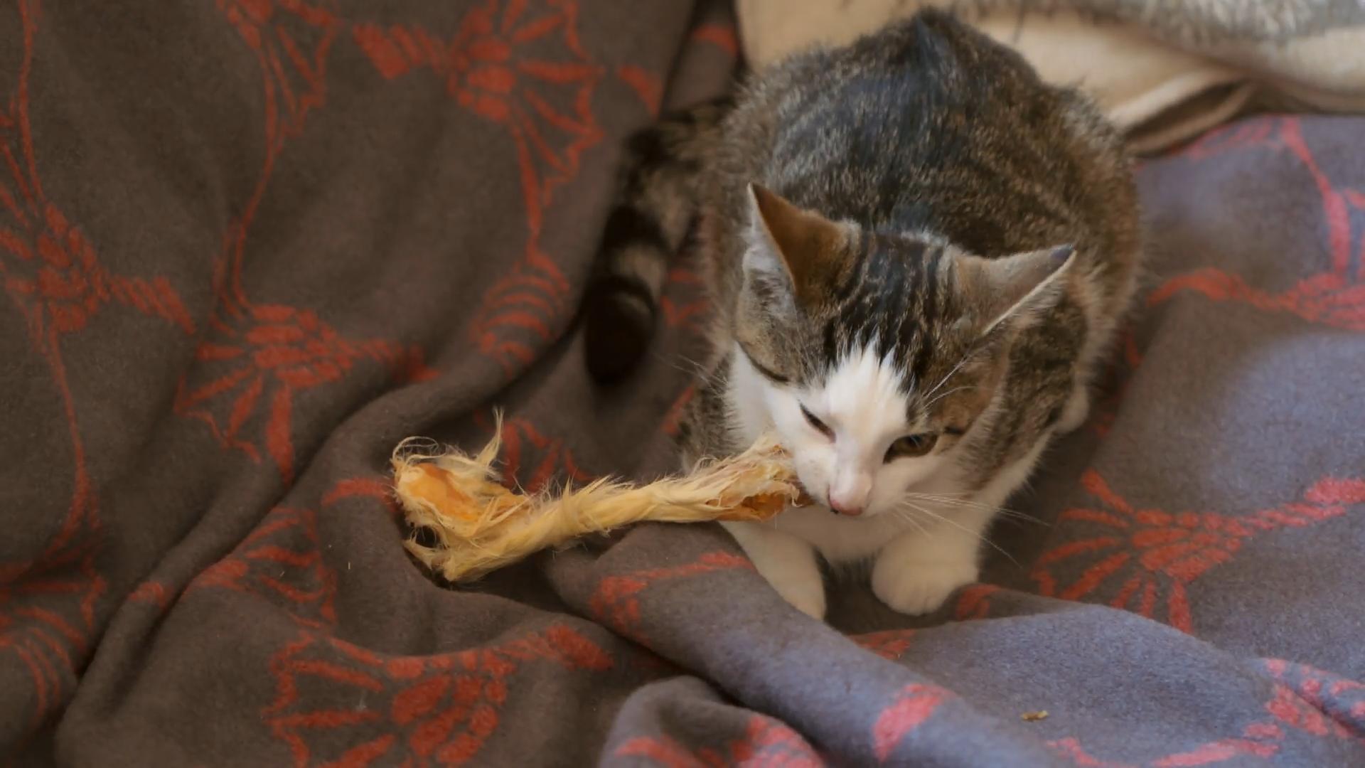 Lilly bekommt Katzen-Verstärkung