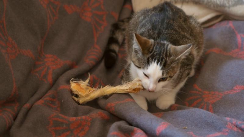 Lilly bekommt Katzen-Verstärkung