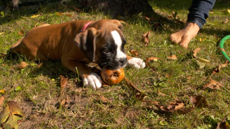 Das kann für Welpen gefährlich werden