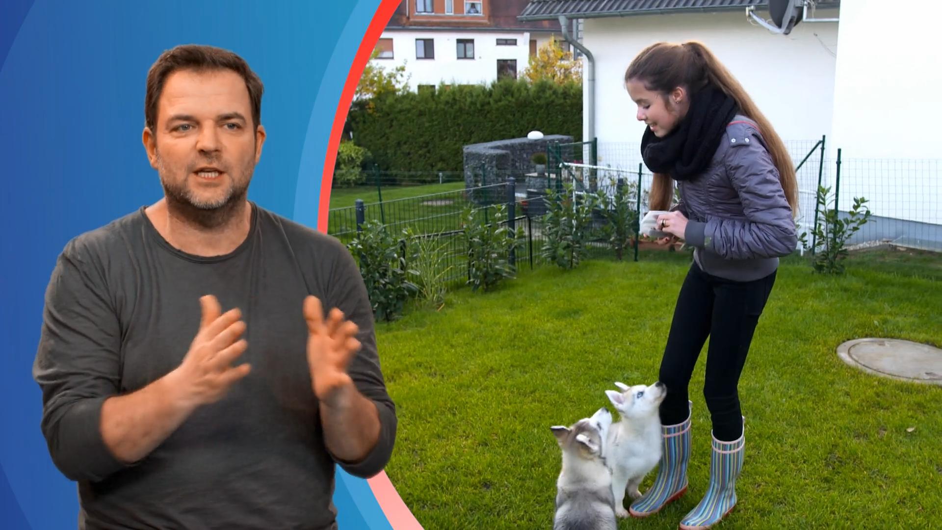 Man sollte Welpen getrennt trainieren