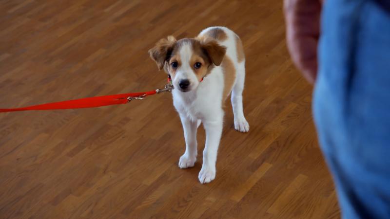 Emmy möchte zum Pinkeln nicht raus gehen