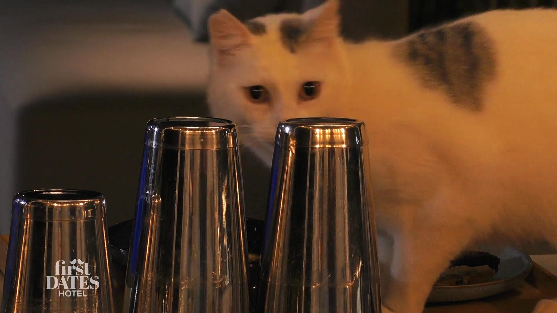 Die Katze mopst sich den Nachtisch