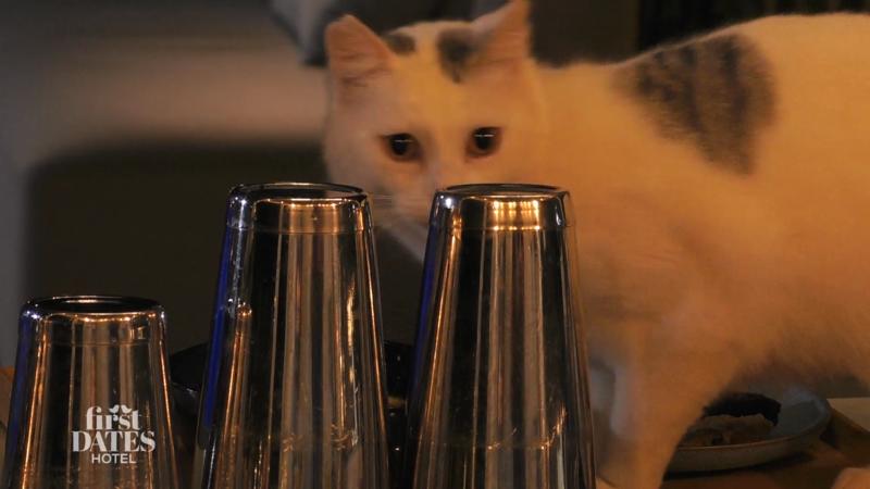 Die Katze mopst sich den Nachtisch