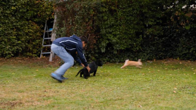 Labradorwelpe Cookie jagt die Kaninchen der Familie!