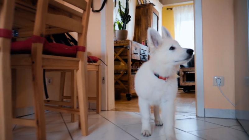 Ivy hat auf der Fahrt zum neuen Zuhause Heimweh