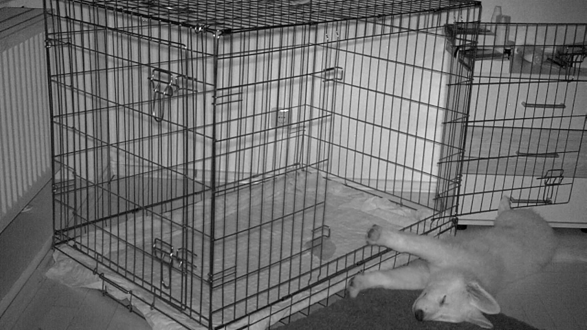 Wie hat Ivy in ihrem neuen Zuhause geschlafen?