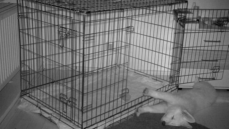 Wie hat Ivy in ihrem neuen Zuhause geschlafen?